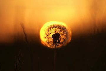 Le doux pissenlit au coucher du soleil sur Laurens Balvert