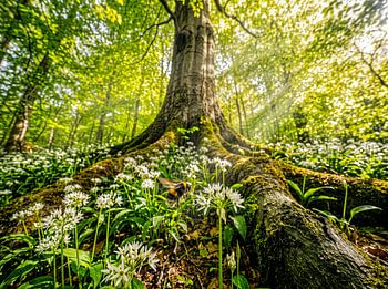 Beech in wild garlic forest with bumblebee