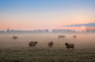 Schapen in de vroege ochtend by Moetwil en van Dijk - Fotografie thumbnail
