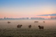 Schapen in de vroege ochtend van Moetwil en van Dijk - Fotografie thumbnail