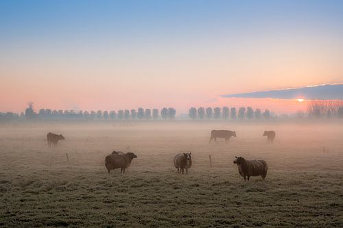 Schapen in de vroege ochtend