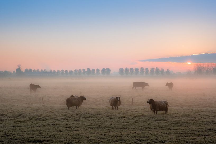 Schapen in de vroege ochtend van Moetwil en van Dijk - Fotografie