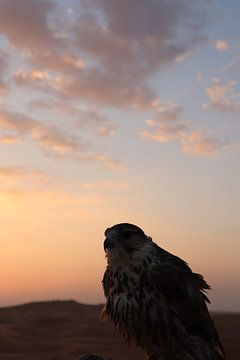 oiseau de proie dans le désert de dubai sur sam van Spall