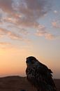 raubvogel in der wüste von dubai von sam van Spall Miniaturansicht