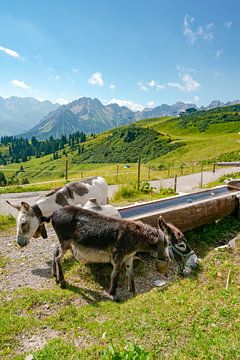 Tierische Aussicht auf die Allgäuer Alpen vom Fellhorn von Leo Schindzielorz