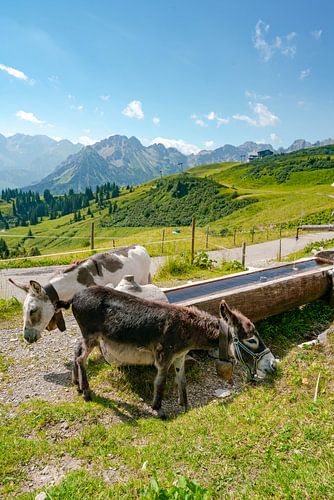 Dierlijk uitzicht op de Allgäuer Alpen vanaf de Fellhorn
