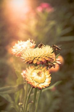 bijen op bloemen van Ribbi