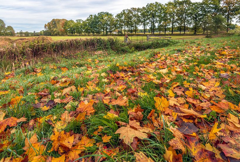 Fallen tree leaves in the grass, Breda by Ruud Morijn