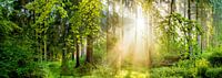 Sonnenaufgang im Wald