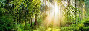 Sonnenaufgang im Wald