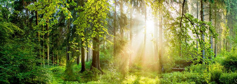 Sonnenaufgang im Wald von Günter Albers