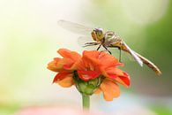 Heidelibel rouge brique sur fleur par Jeroen Stel Aperçu