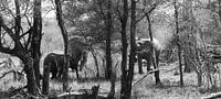 Olifanten in het Zuid Afrikaanse bosveld von joey berkhout Miniaturansicht