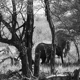 Elephants in South African bushveld von joey berkhout