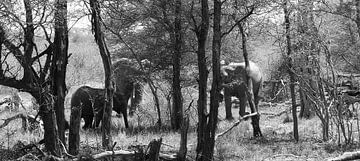 Elephants in South African bushveld by joey berkhout