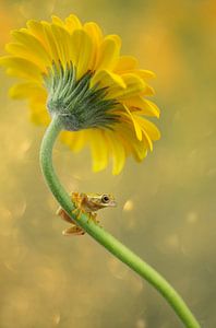 Frosch und Blume von hanny bosveld