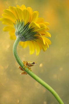 Frosch und Blume