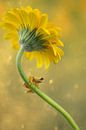 Frosch und Blume von hanny bosveld Miniaturansicht
