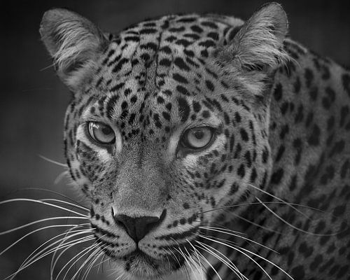 Leopard te regarde d'un air perçant en noir et blanc.