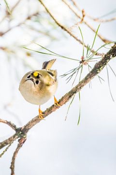 Goudhaan van Danny Slijfer Natuurfotografie