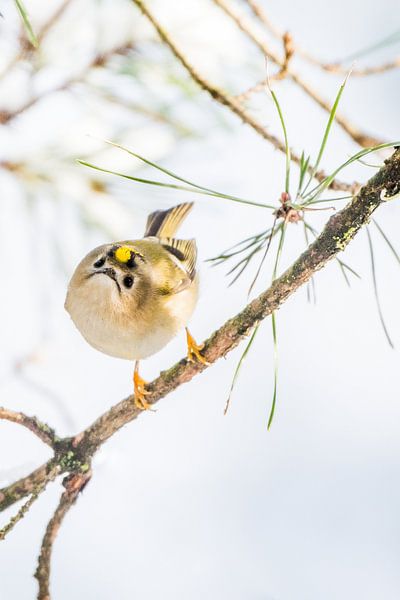 Goldcrest by Danny Slijfer Natuurfotografie