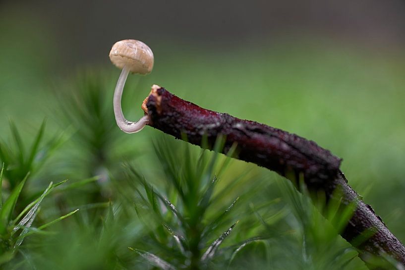 Un petit champignon pousse sur une branche cassée par Cor de Hamer