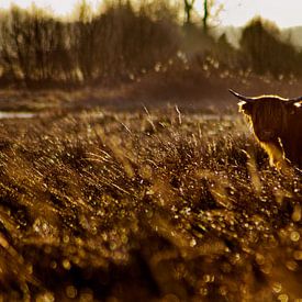 Scottish Highlander in the Morning Sun by Erwin Plug