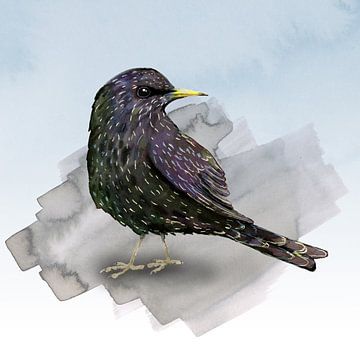 A watercolor drawing of a starling by Bianca Wisseloo