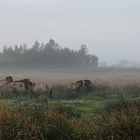 Wilde paarden in de mist van Ine van Kuijk