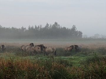 Wilde paarden in de mist van Ine van Kuijk