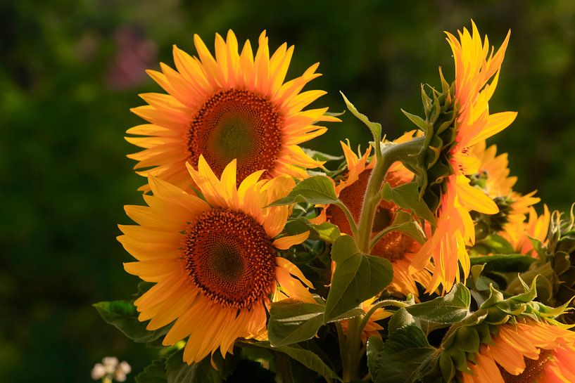Sonnenblumen von Thomas Jäger