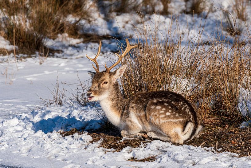 Damhert Amsterdamse Waterleidingduinen in de sneeuw van Merijn Loch