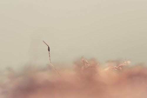 Mos op een roze ondergrond tegen een groene achtergrond. 