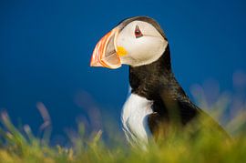 An Atlantic Puffin Enjoying the Icelandic Evening Sun by Koen Hoekemeijer