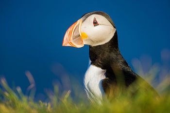 Een Atlantische Papegaaiduiker geniet van de IJslandse avondzon
