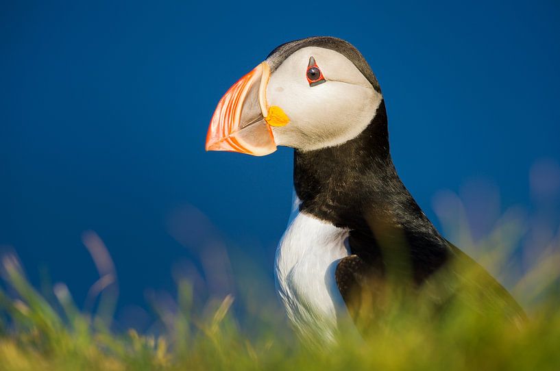 Een Atlantische Papegaaiduiker geniet van de IJslandse avondzon van Koen Hoekemeijer