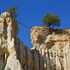 Arbre sur les rochers d'ille sur têt France sur My Footprints