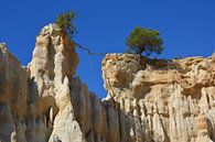Tree on rocks of ille sur têt France by My Footprints thumbnail