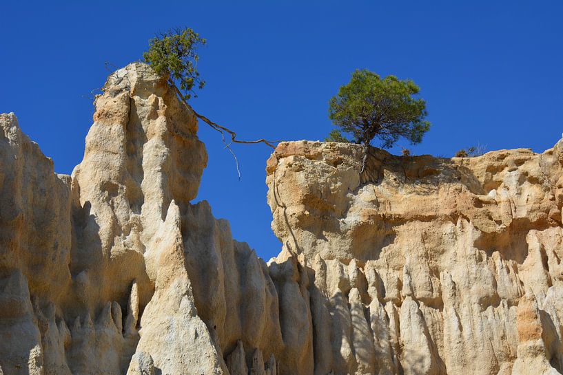 Tree on rocks of ille sur têt France by My Footprints