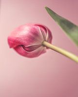 Tulip in the center