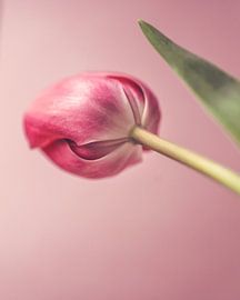 Ook mooi vanaf de achterkant