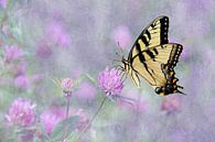 Swallowtail Vlinder Op Paarse Klaverbloemen van Diana van Tankeren thumbnail