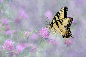 Papillon queue d'hirondelle sur des fleurs de trèfle violet sur Diana van Tankeren