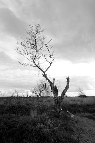Strong survivor - Solitaire berk op het Balloërveld