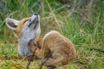 young fox by Rando Kromkamp