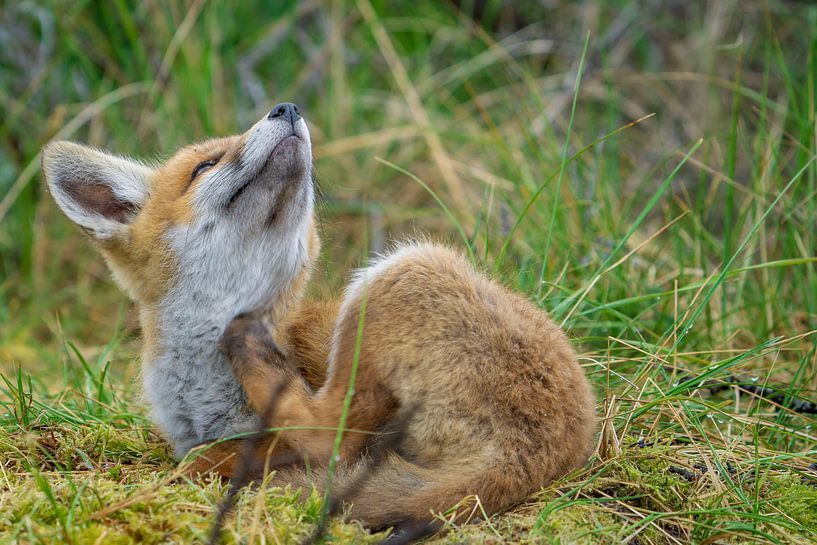 jeune renard par Rando Kromkamp