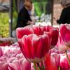 Tulpe im Keukenhof von Matthijs Noordeloos