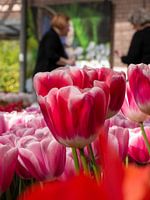 Tulpe im Keukenhof