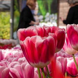 Tulipe dans le Keukenhof sur Matthijs Noordeloos