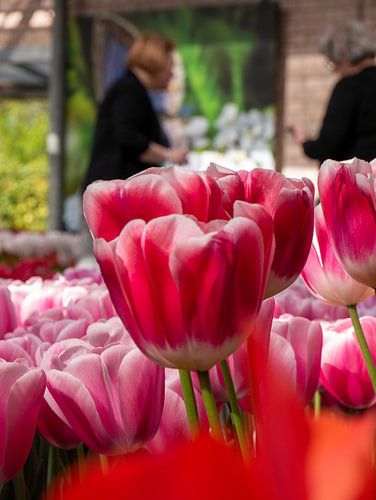 Tulp in de keukenhof
